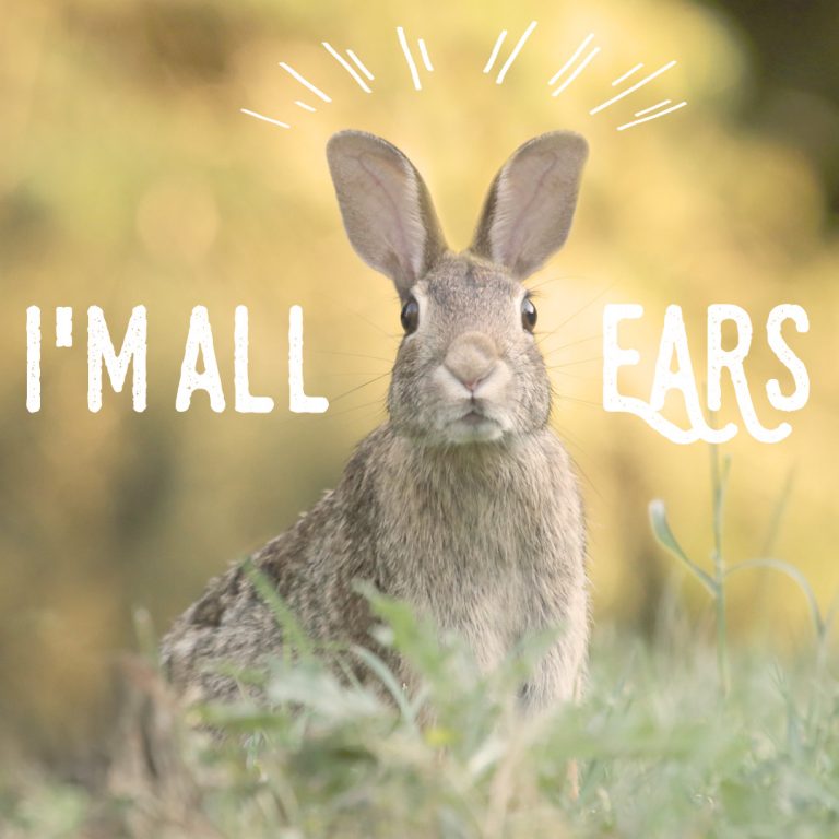 I’m all ears. Kawaii English